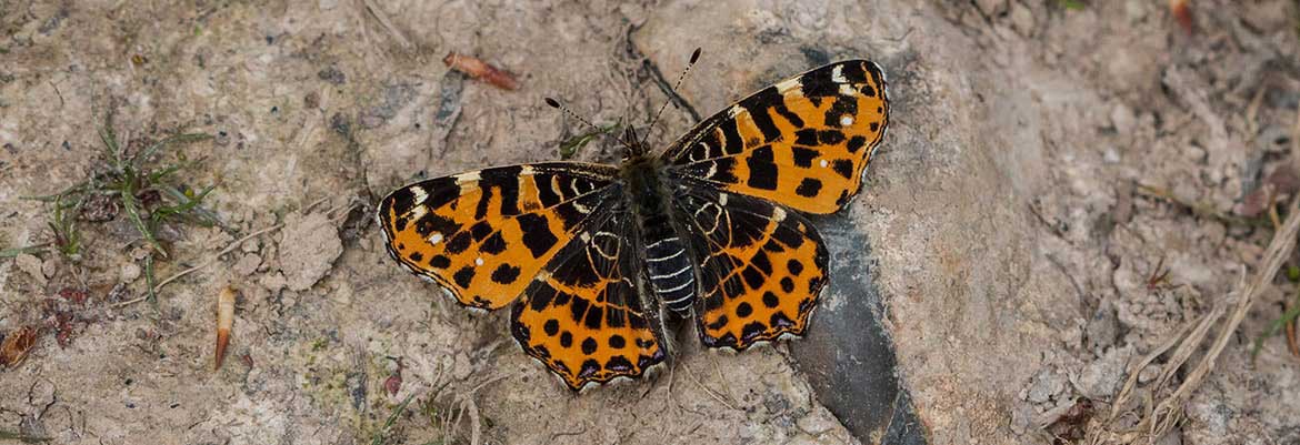 Carte-géographique-©-Grégory-Bruneau