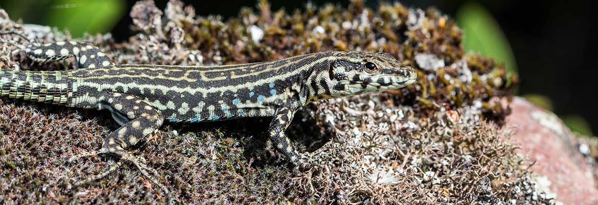 Lézard-thyrénnien-©-Grégory-Bruneau