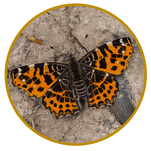 Expertises entomologiques Birding Environment