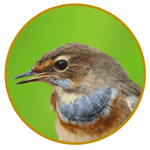Expertises ornithologiques Birding Environment